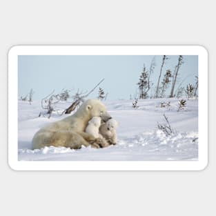 Polar bear family Sticker